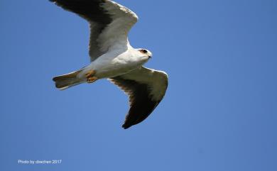 Elanus caeruleus vociferus 黑翅鳶