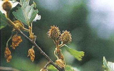 Fagus hayatae 臺灣水青岡