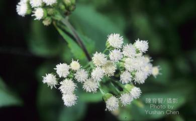 Ageratum conyzoides 藿香薊