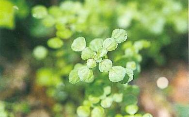 Pilea peploides var. major Wedd. 齒葉矮冷水麻