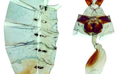 Troides aeacus kaguya (Nakahara & Esaki, 1930) 黃裳鳳蝶