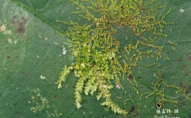 Leptolejeunea elliptica (Lehm. & Lindenb.) Schiffn. 尖葉薄鱗蘚