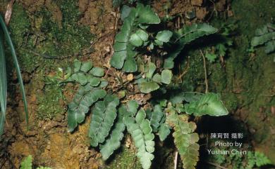 Lindsaea bonii 海島鱗始蕨