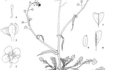 Capsella bursa-pastoris (L.) Medik. 薺