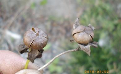 Ipomoea indica (Burm.) Merr. 銳葉牽牛