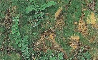 Lindsaea orbiculata 圓葉鱗始蕨