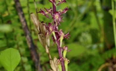 Crepidium purpureum 紫花軟葉蘭