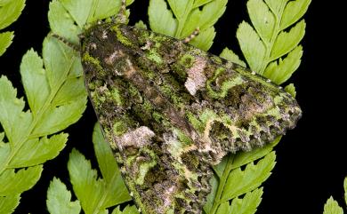 Trachea auriplena auriplena Walker, 1857 白斑陌夜蛾
