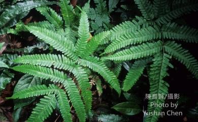 Pteris fauriei Hieron. 傅氏鳳尾蕨