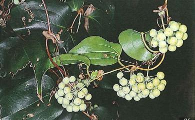 Smilax ocreata A.DC. 耳葉菝葜