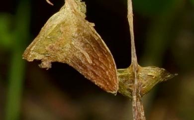 Begonia wutaiana C.I Peng & Y.K.Chen 霧臺秋海棠