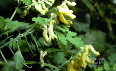 Corydalis tashiroi Makino 臺灣黃菫