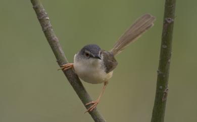 Prinia flaviventris sonitans (Swinhoe, 1860) 灰頭鷦鶯