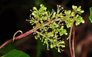 Vitis thunbergii var. thunbergii 細本葡萄