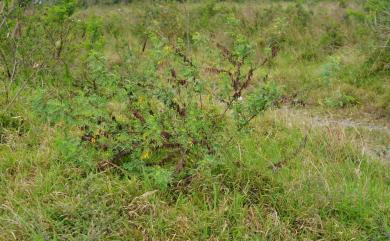 Indigofera tinctoria L. 木藍