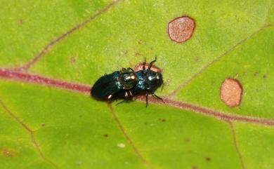 Nalanda formosana (Obenberger, 1944) 蓬萊細矮吉丁蟲