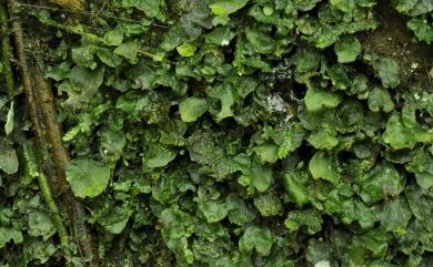 Didymoglossum bimarginatum (Bosch) Ebihara & K.Iwats. 叉脈單葉假脈蕨