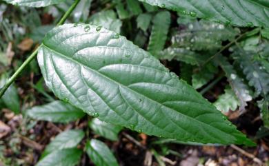 Rubus pyrifolius Sm. 梨葉懸鉤子