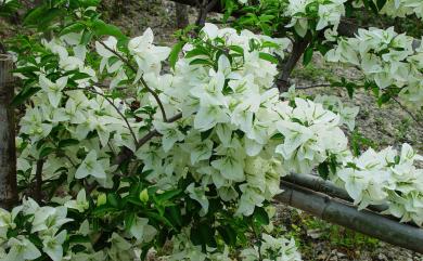 Bougainvillea spectabilis 九重葛