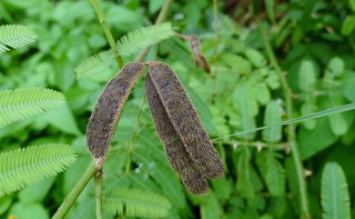 Mimosa pigra 刺軸含羞草