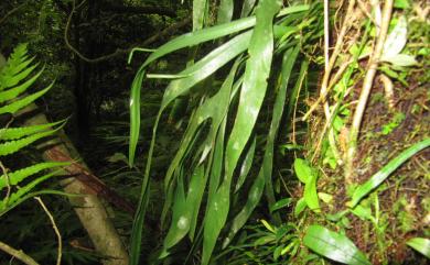 Ophioderma pendulum (L.) C.Presl 帶狀瓶爾小草