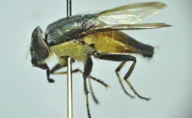 Idiella euidielloides Senior-White, 1923 趨真依蠅