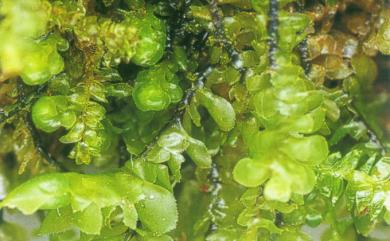 Scapania ligulata subsp. ligulata