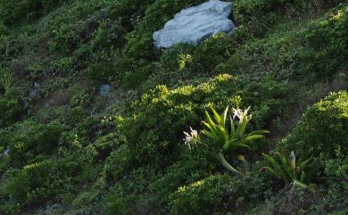 Crinum asiaticum L. 文珠蘭