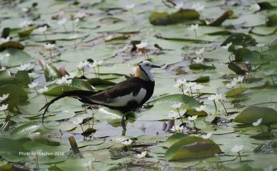 Hydrophasianus chirurgus (Scopoli, 1786) 水雉