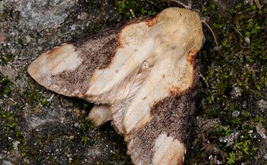 Formofentonia orbifer rotundata Matsumura, 1925 褐頂斑舟蛾