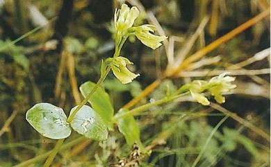 Neottia morrisonicola (Hayata) Szlach. 玉山雙葉蘭