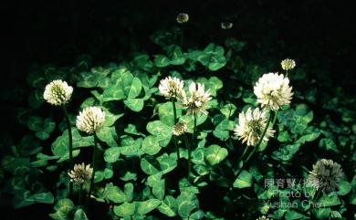 Trifolium repens L. 菽草