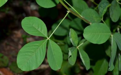 Crotalaria pallida Aiton 黃野百合