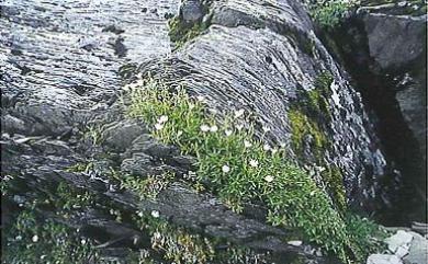 Cerastium fontanum var. angustifolium (Franch.) H. Hara 玉山卷耳