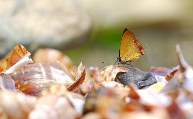 Heliophorus ila matsumurae 紫日灰蝶