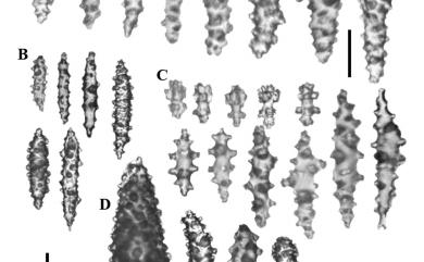 Sinularia flexibilis (Quoy & Gaimard, 1833) 柔軟指形軟珊瑚