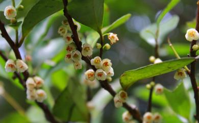 Eurya nitida var. nanjenshanensis 南仁山柃木