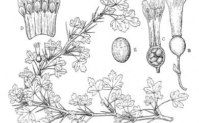 Ribes formosanum Hayata 臺灣茶藨子