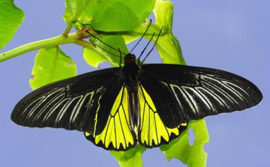 Troides magellanus sonani Matsumura, 1932 珠光裳鳳蝶