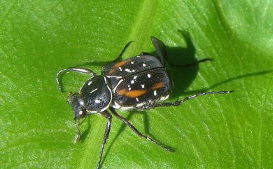 Paratrichius vittatus Sawada, 1939 黑虎斑花金龜