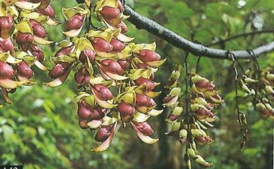 Mucuna gigantea subsp. tashiroi (Hayata) H. Ohashi & Tateishi 大血藤
