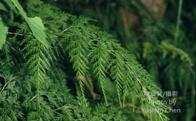 Onychium japonicum (Thunb.) Kunze 日本金粉蕨