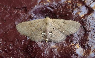 Nechesia albodentata Walker, 1862 白齒蕊裳蛾