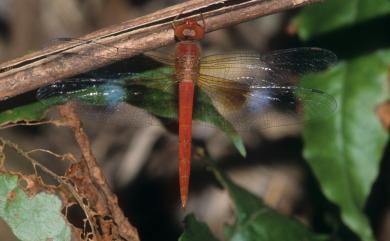 Tholymis tillarga Fabricius, 1798 夜遊蜻蜓