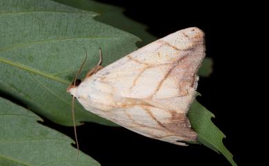 Xanthodes transversa Guenée, 1852 犁紋黃夜蛾