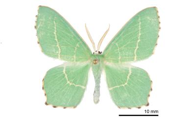 Hemistola taiwanensis Chang & Wu, 2013 臺灣無繮青尺蛾