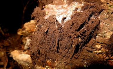 Stemonaria longa (Peck) Nann.-Brem., Sharma & Y. Yamam. 假長髮絲黏菌