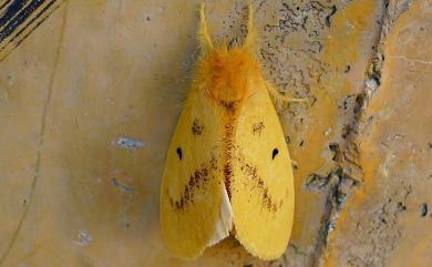 Euproctis nigricauda Matsumura, 1931 橙黃毒蛾