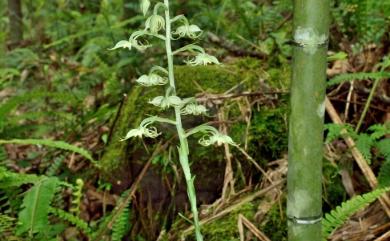 Habenaria petelotii Gagnep. 毛唇玉鳳蘭