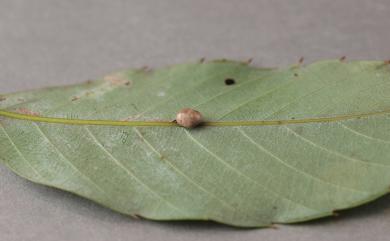 Saphonecrus saliciniai Melika, Tang & Schwéger, 2015